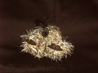 Fuzzy